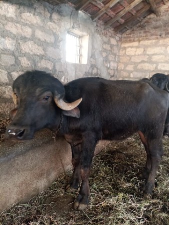 થંબનેલ 2