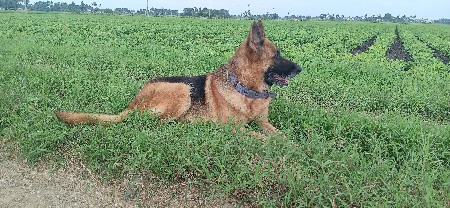 જર્મન ફીમેલ