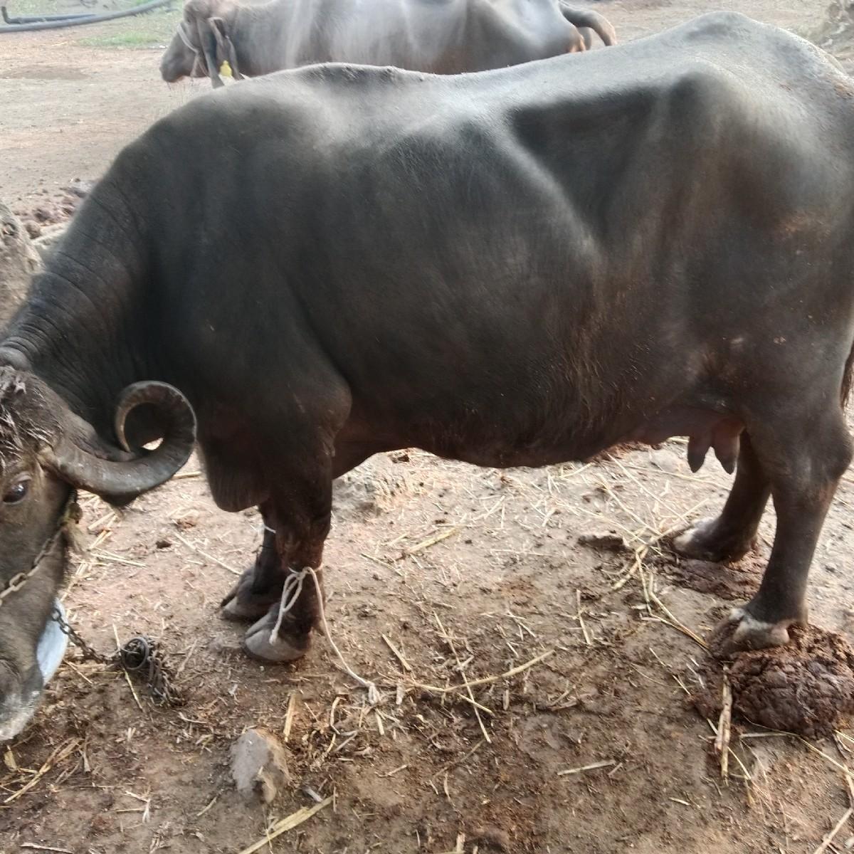 આ ભેંસ વેસવાની છે