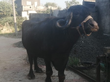 રાઠોડ અમિત