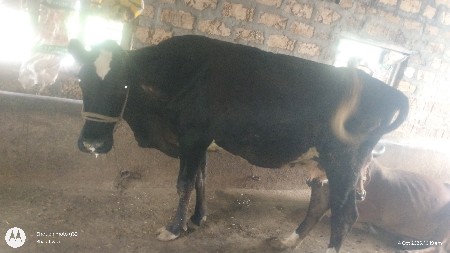 थंबनेल 3