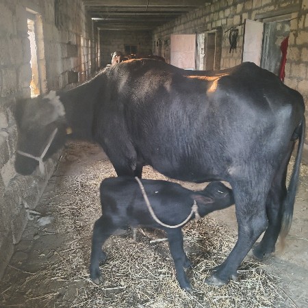 ભેંસ વેચવાની છે પહેલુ વેતર છે