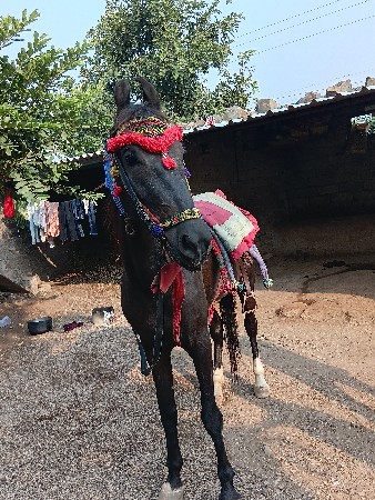 થંબનેલ 3