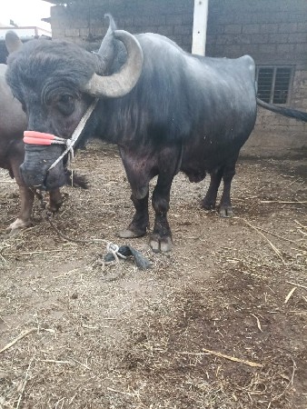 થંબનેલ 1