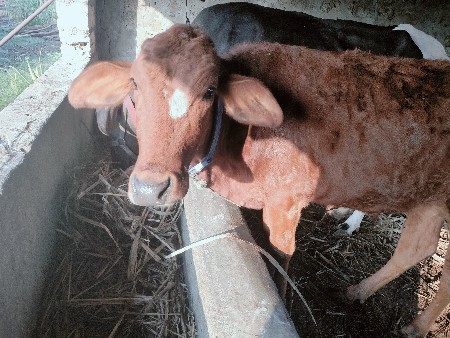 थंबनेल 2