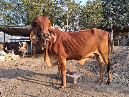 થંબનેલ 3