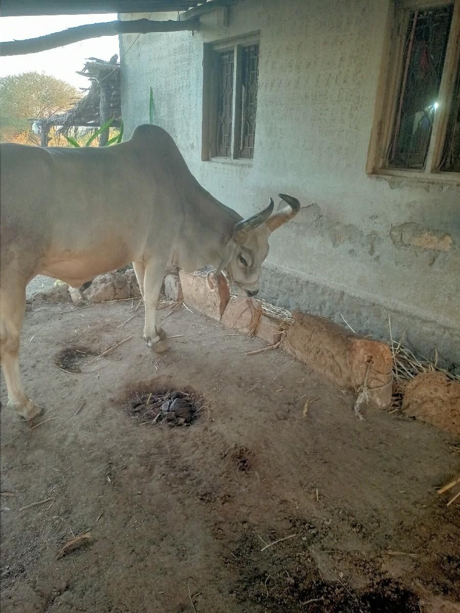 આ બળદ વેચવાનાછે