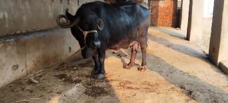 આ ભેંસ વેચવાની છે