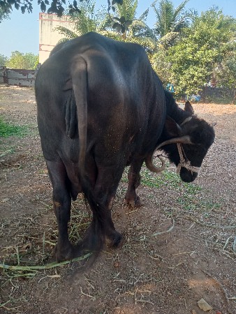 थंबनेल 2