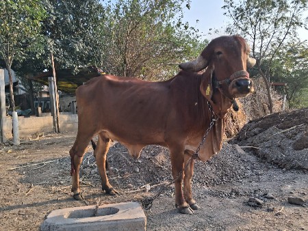 ગીર હોડકી પેલું વેતર