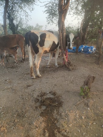 ગાયવેસવાનીસે1વેતર5લીટરદૂધ