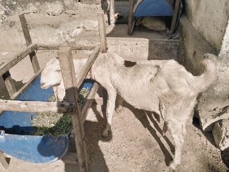 થંબનેલ 2