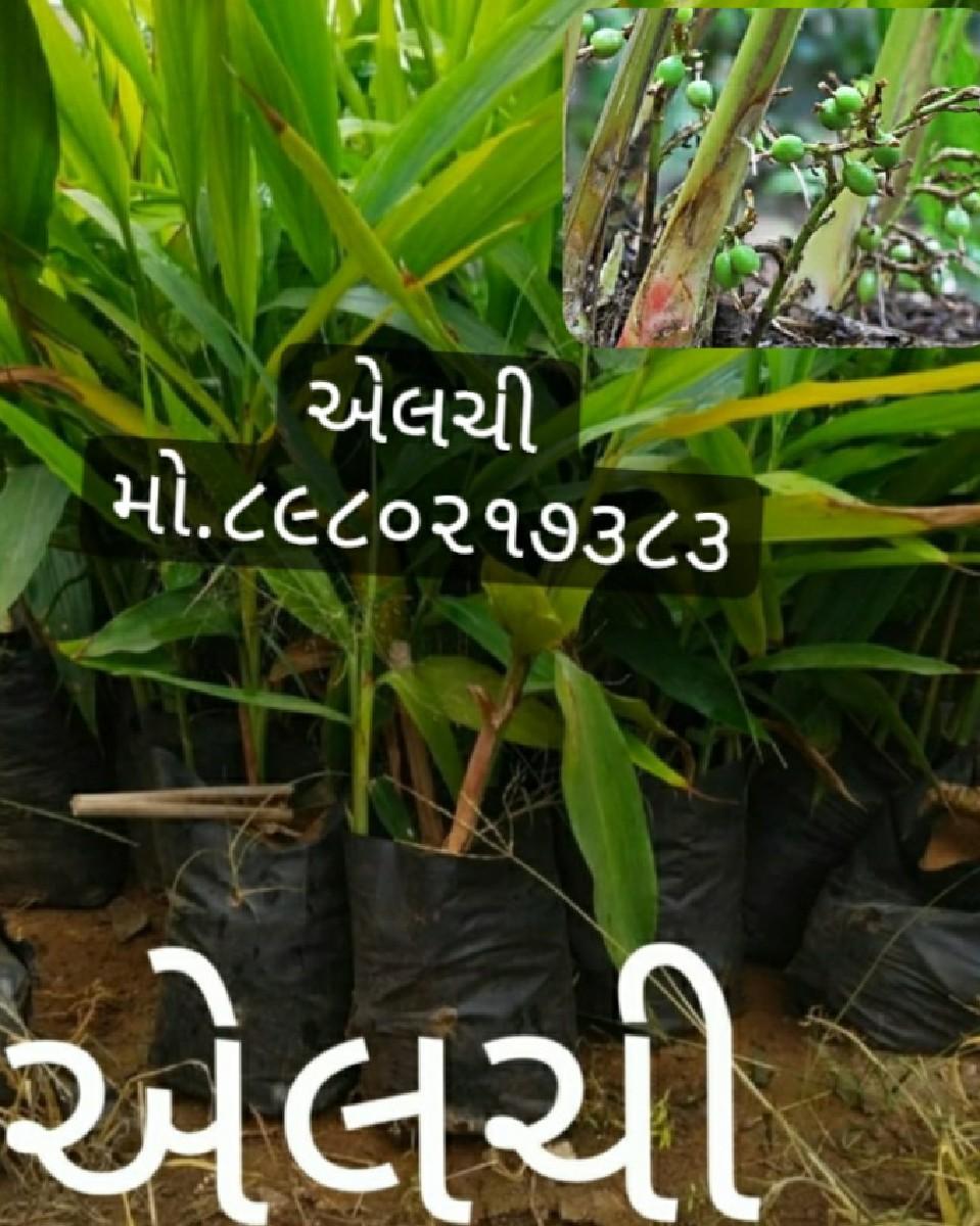 थंबनेल 5