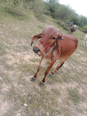 વાછડી વેચવાની છે