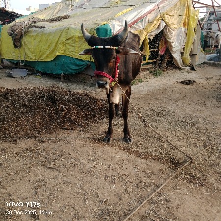 થંબનેલ 2