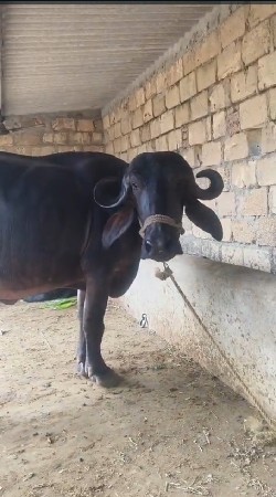 4 date khadelu vechavanu che