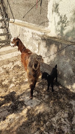 patiri bakri deva ni che