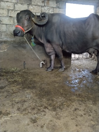 थंबनेल 2