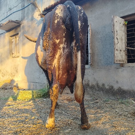 ગાય વેસવાની છે..