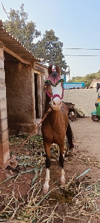 આ ઘોડી વેચવાની છે
