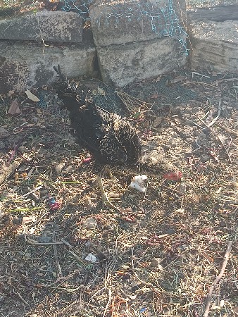 3 નંગ અશીલ કોર્સ