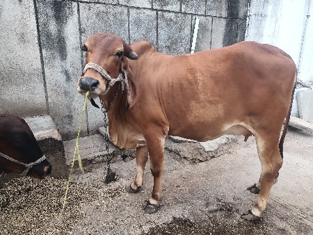 હોડકી વેચવાની છે