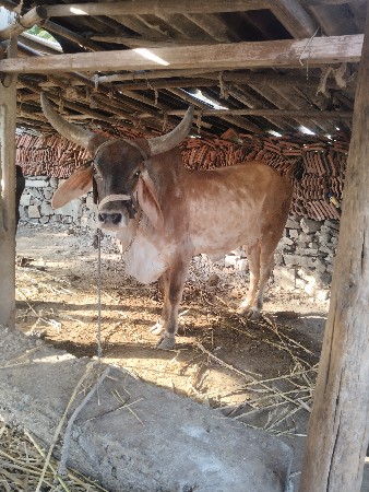 ગાય વેચવાની છે