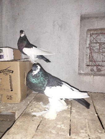 કબુતર દેવાના છે