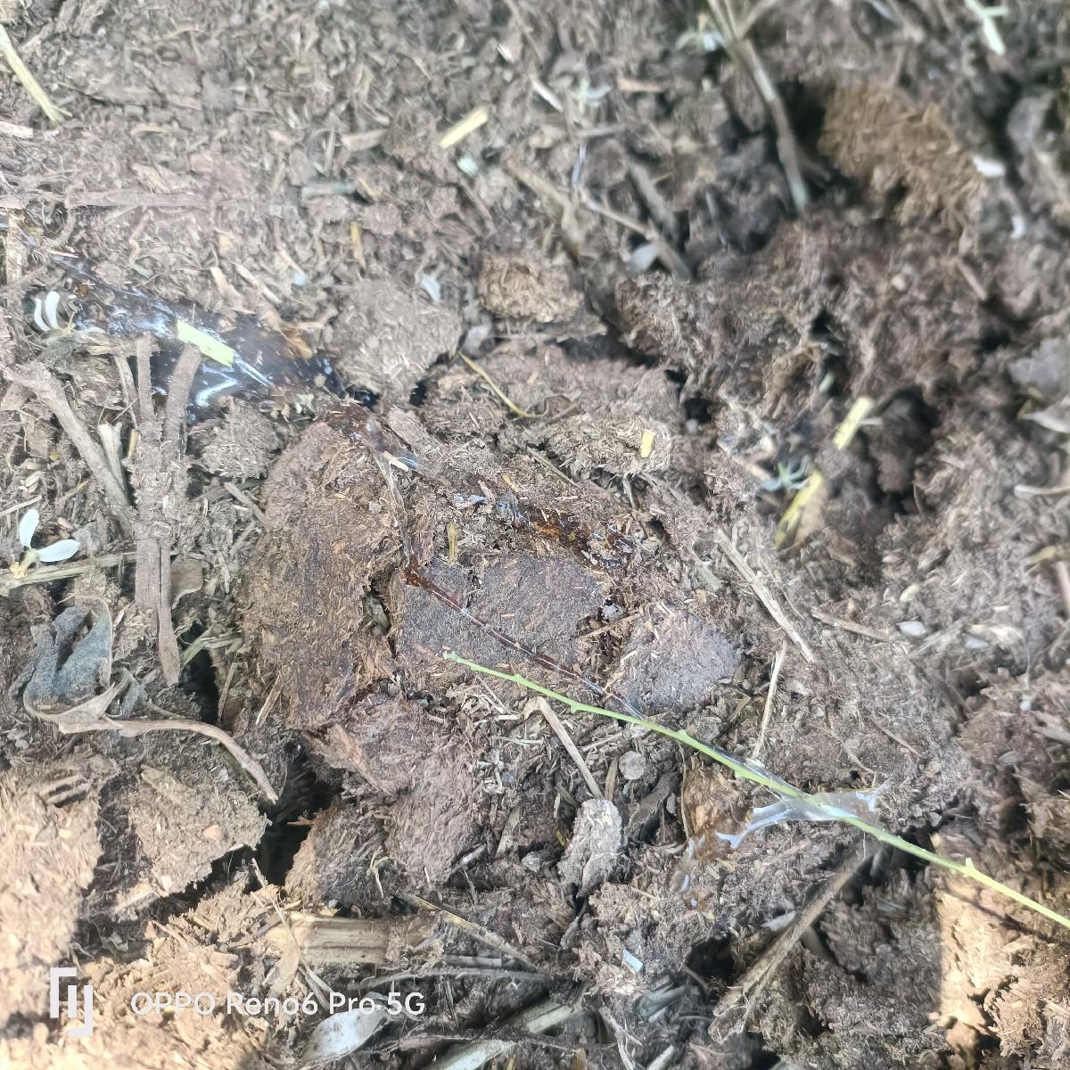 છાણીયું ખાતર વેચવાનું છે