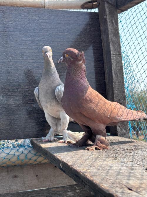 ફેન્સી કબૂતર