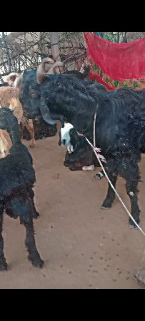 બોકળો વેચવાનો છે