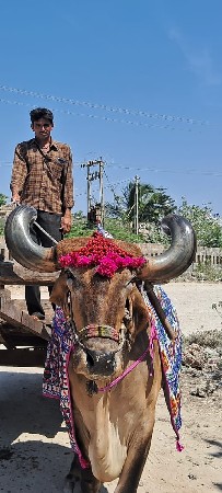 થંબનેલ 3