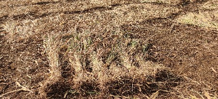 જુવાર નીણ વેચવાની છે