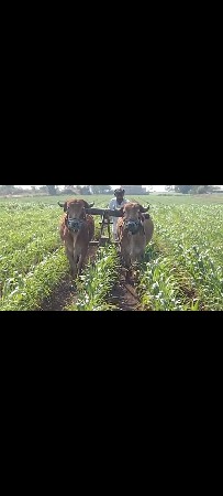 ગોઠલા વેચવાના છે