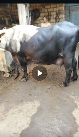 થંબનેલ 3