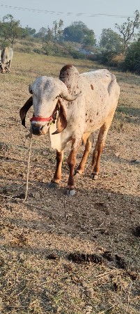 આ વાસડા વેસવાના છે
