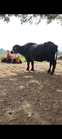 ભેંસ વેચવાની છે ચોથું વેતર વ્યાસે