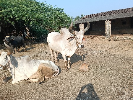 Balad vesvano se 3 dhar