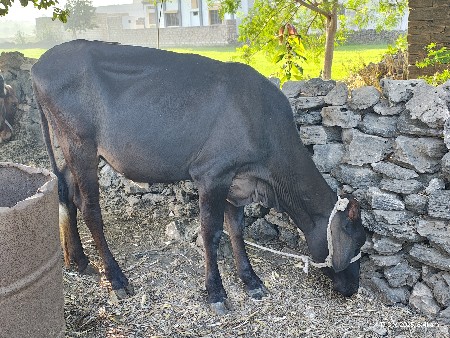 थंबनेल 2