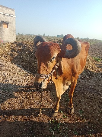 થંબનેલ 3