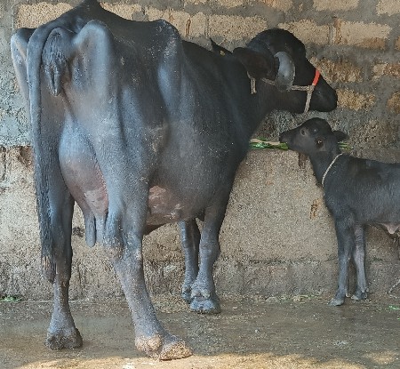 थंबनेल 3