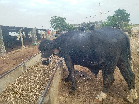 જાફરાબાદી પાડો