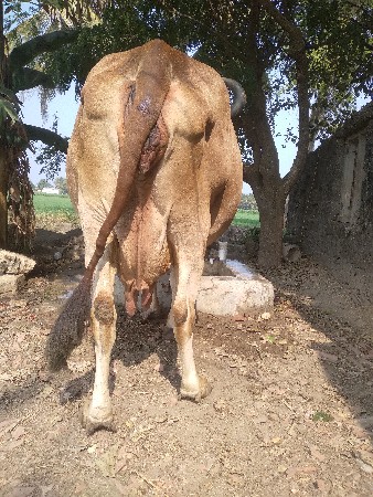 थंबनेल 2