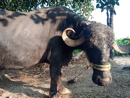 ભેંસ વેચવાની. છે