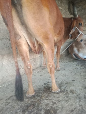 ગાય વેશવા ની છે