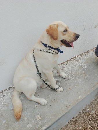 લેબ્રાડોર કૂતરી વેચવાની છે.