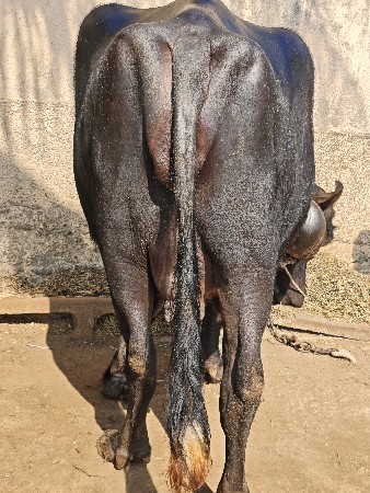 ભેંસ વેચવાની છે.