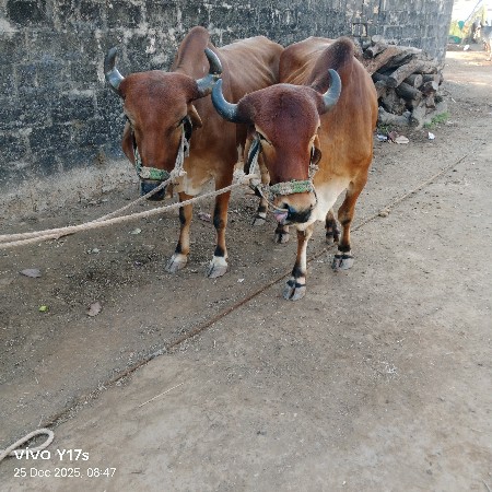 થંબનેલ 3