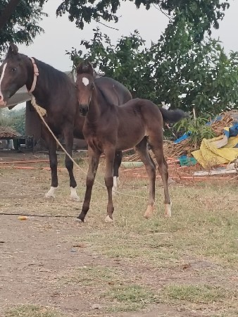 थंबनेल 2