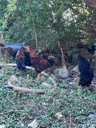 थंबनेल 3